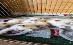 Ragdoll cats for sale: Beautiful  Blue point Mitted Ragdolls  - Image 8