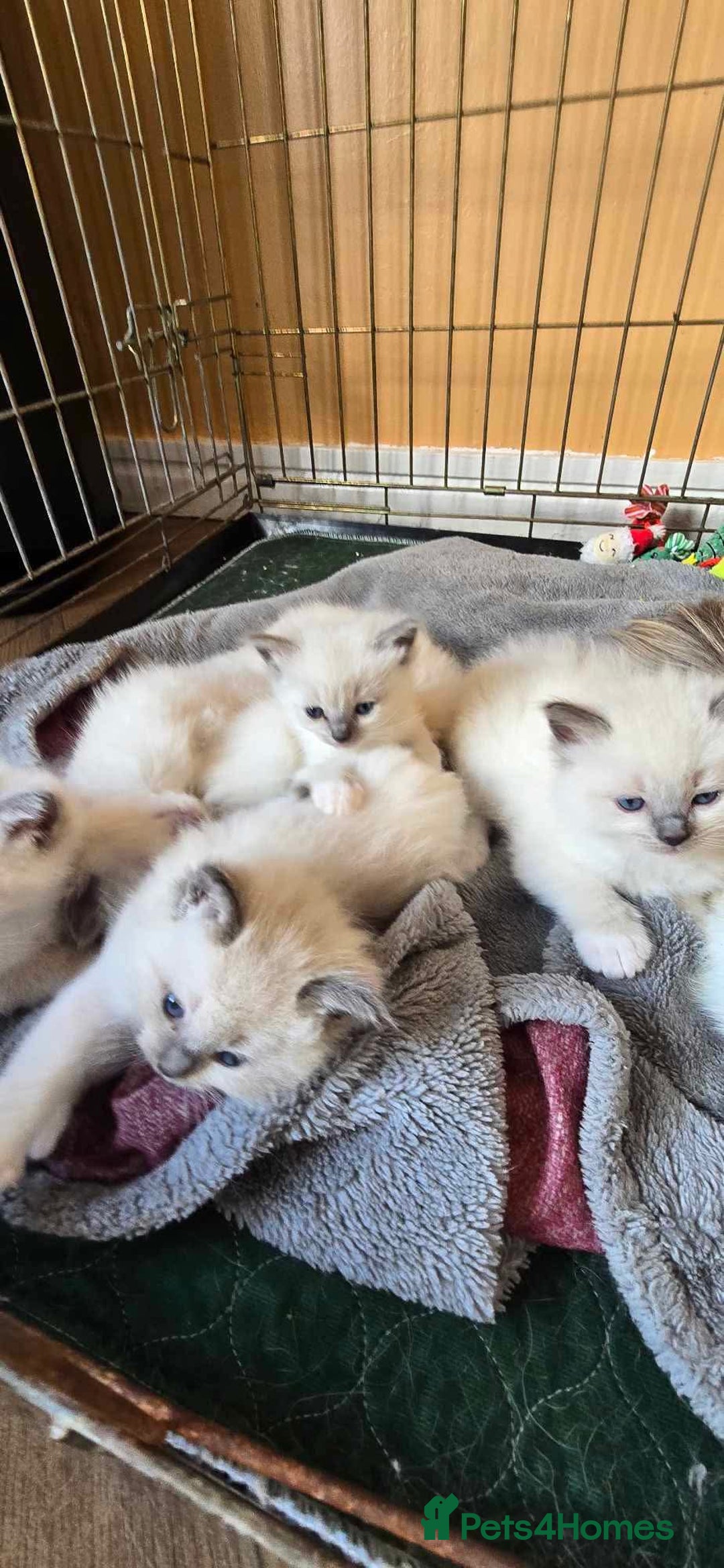 Ragdoll cats for sale: Beautiful  Blue point Mitted Ragdolls  - Image 8