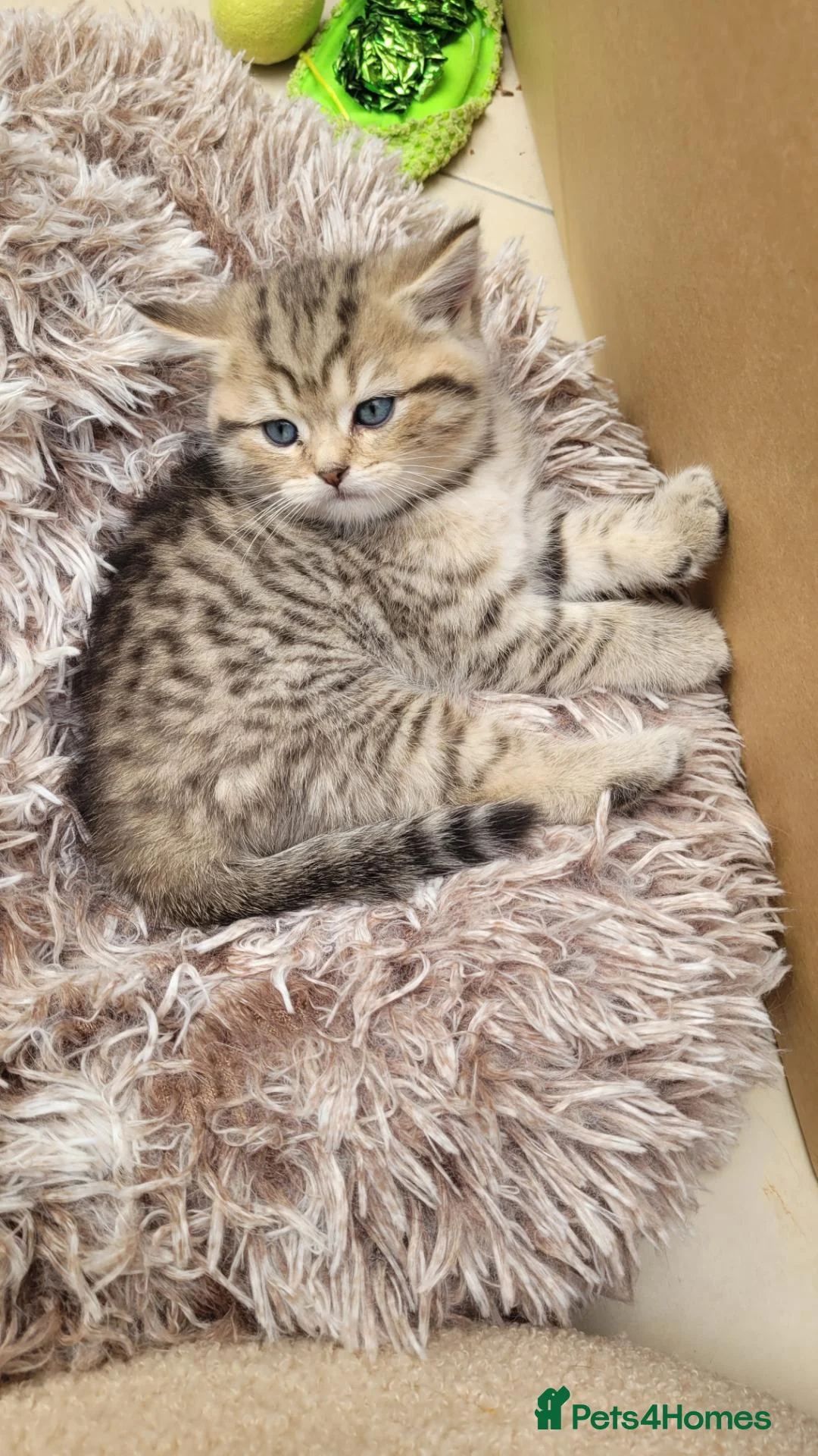 Scottish Fold cats for sale: Scottish fold  - Advert 2