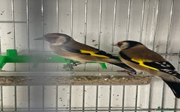 Finches birds for sale: Finches  - Image 18