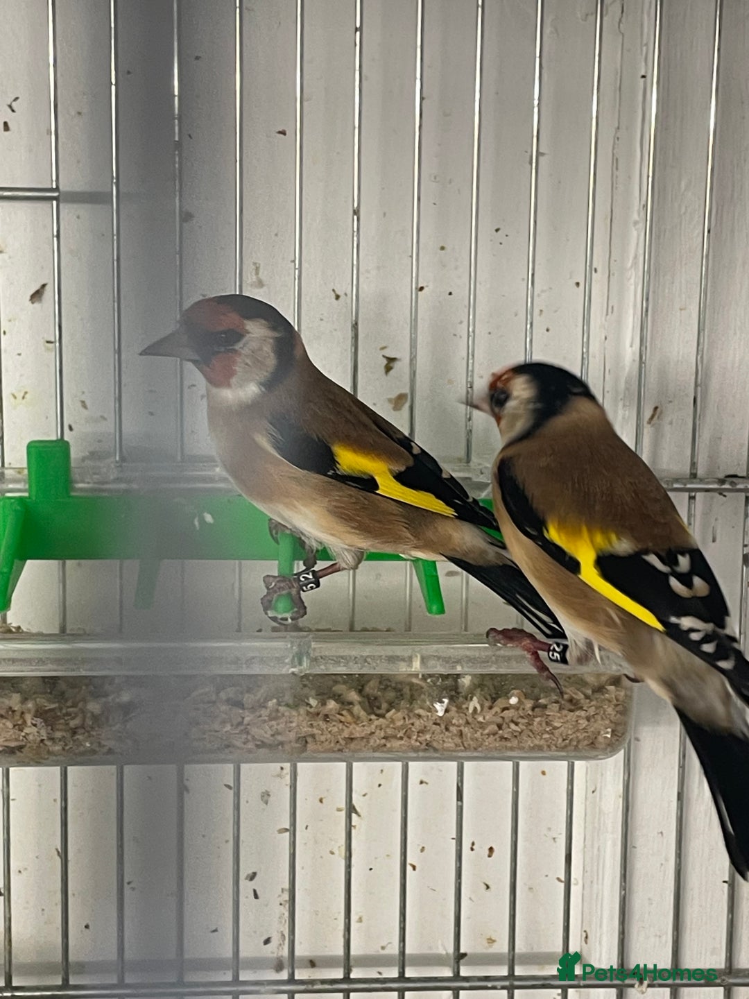 Finches birds for sale: Finches  - Image 18