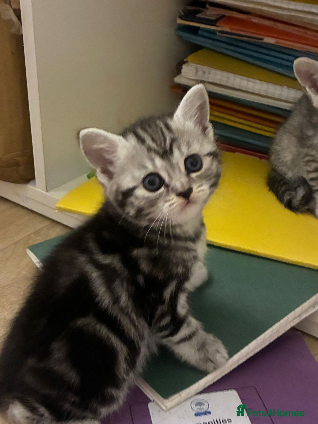 American Shorthair cats for sale: American shorthair  - Image 34