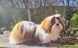 Shih Tzu dogs for stud: Balkan Grand Champion Sired Shih Tzu for Stud. in Dukinfield - Image 4