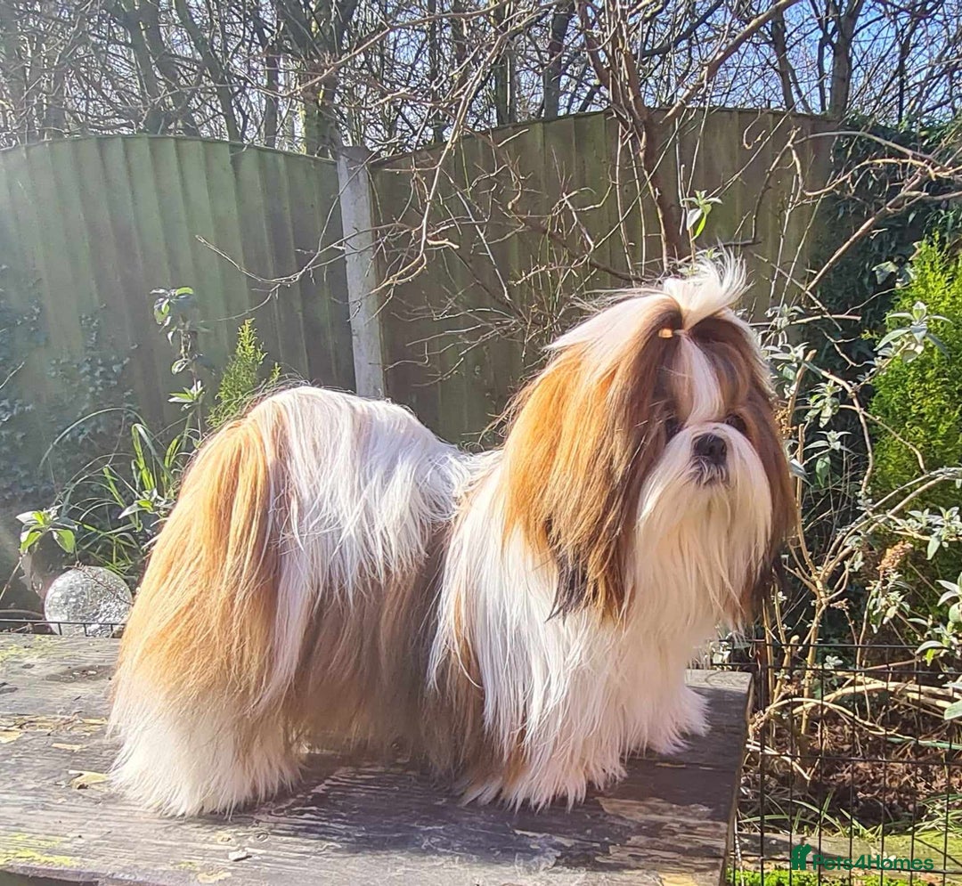 Shih Tzu dogs for stud: Balkan Grand Champion Sired Shih Tzu for Stud. in Dukinfield - Image 4