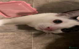 British Shorthair cats for sale: Cosmo - Image 2