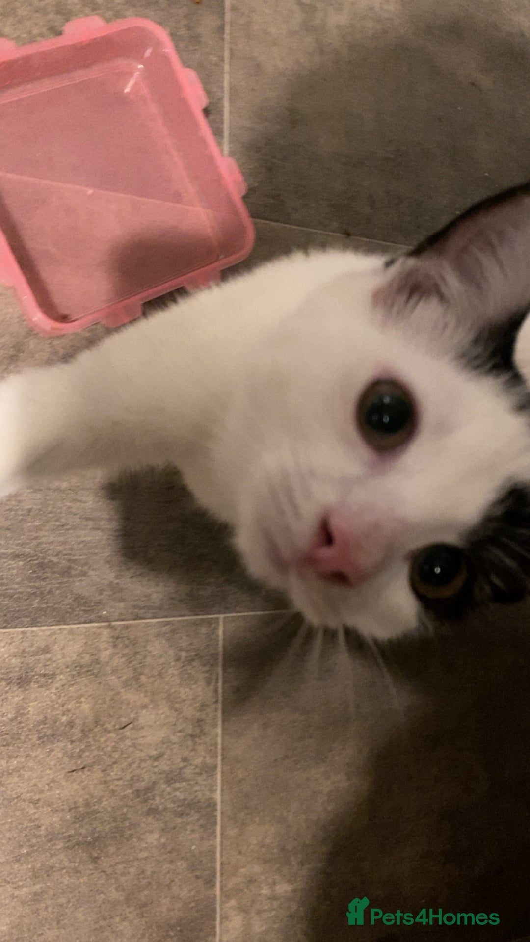 British Shorthair cats for sale: Cosmo - Image 2