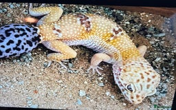 Leopard Gecko reptiles for sale: Leopard Ghekko Female with Full setup - Advert 2