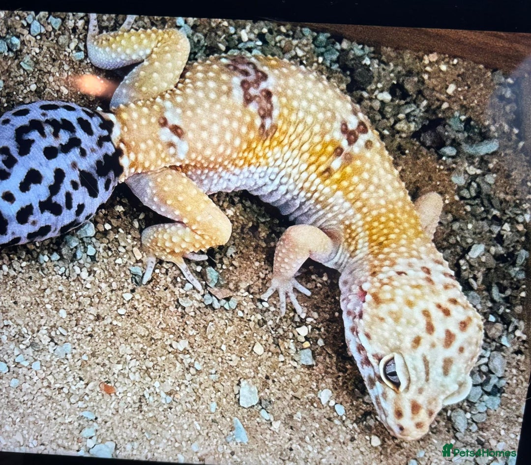 Leopard Gecko reptiles for sale: Leopard Ghekko Female with Full setup - Advert 2