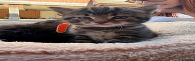 British Shorthair 1
