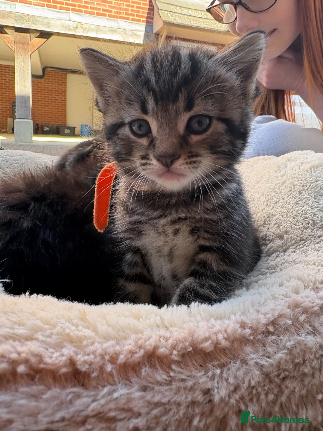 British Shorthair cats for sale: 3 remaining kittens looking for their forever home - Advert 7