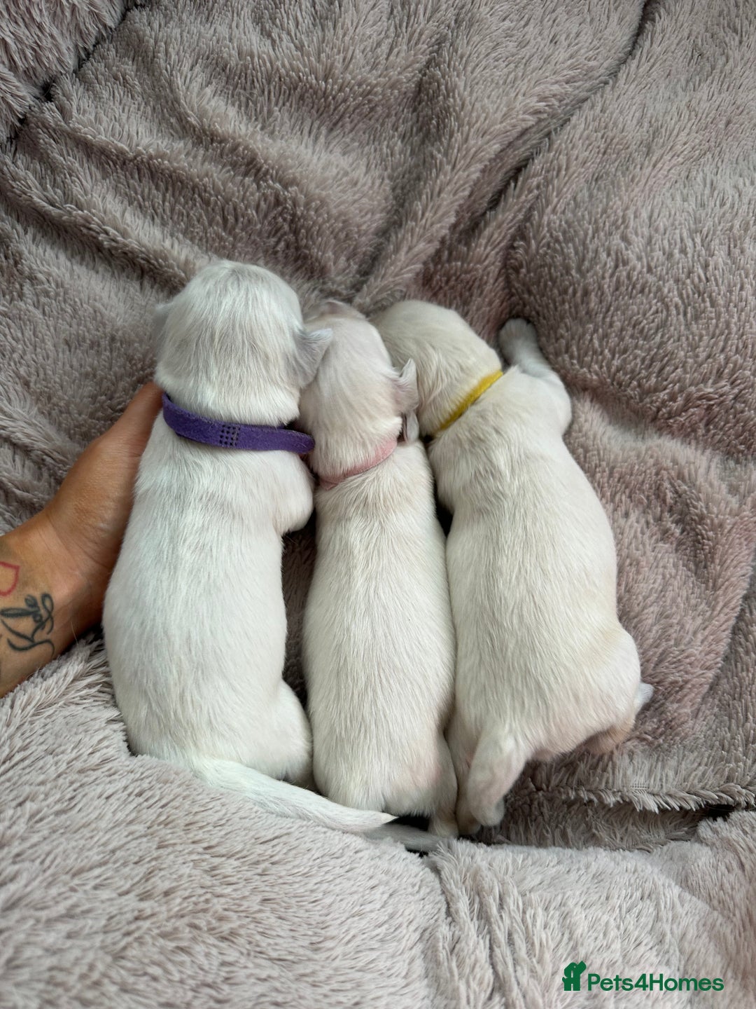 Golden Retriever dogs for sale: Beautiful kc reg cream golden retriever puppies - Advert 10