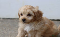 Cavapoochon dogs for sale: Beautiful Cavapoochon boy for sale - Image 20