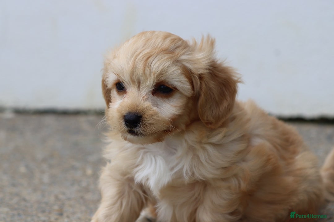 Cavapoochon dogs for sale: Beautiful Cavapoochon boy for sale - Image 20