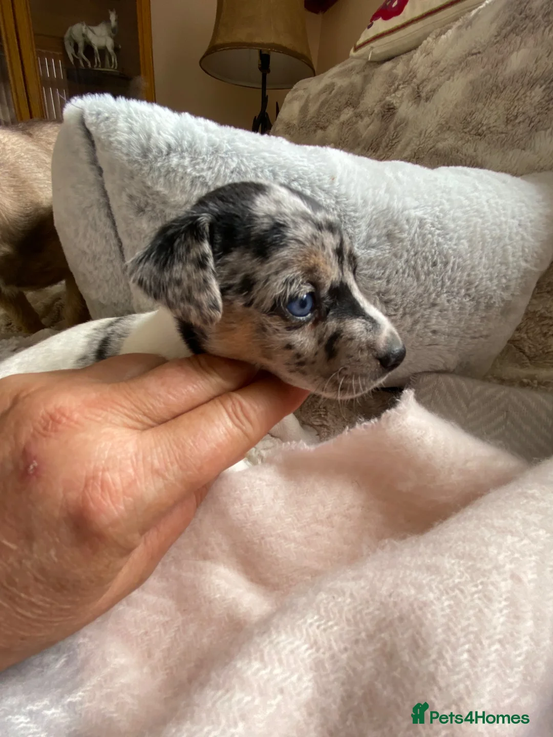 Jack Russell dogs for sale: Much Wenlock Rare Colour Jack Russell Pups Merle - Advert 1