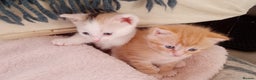 Mixed Breed cats for sale: Sphinx cross kittens available  - Advert 3
