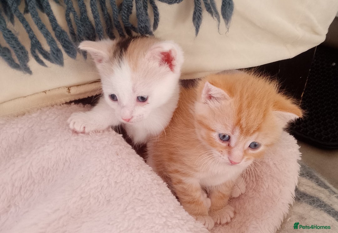 Mixed Breed cats for sale: Sphinx cross kittens available  - Advert 3