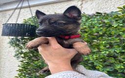 German Shepherd dogs for sale: Beautiful German Shepherd Puppies from Loving Home - Image 3