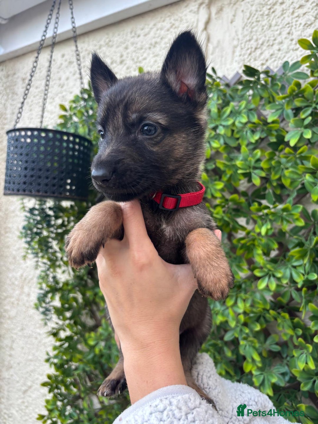 German Shepherd dogs for sale: Beautiful German Shepherd Puppies from Loving Home - Image 3