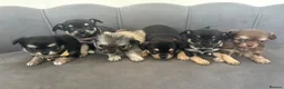 Chihuahua dogs for sale: KC Reg Chihuahua Pups - Advert 31