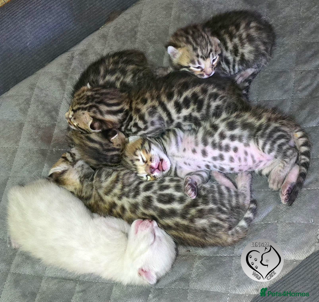 Bengal cats for sale: 3 brown bengal boys - Image 19