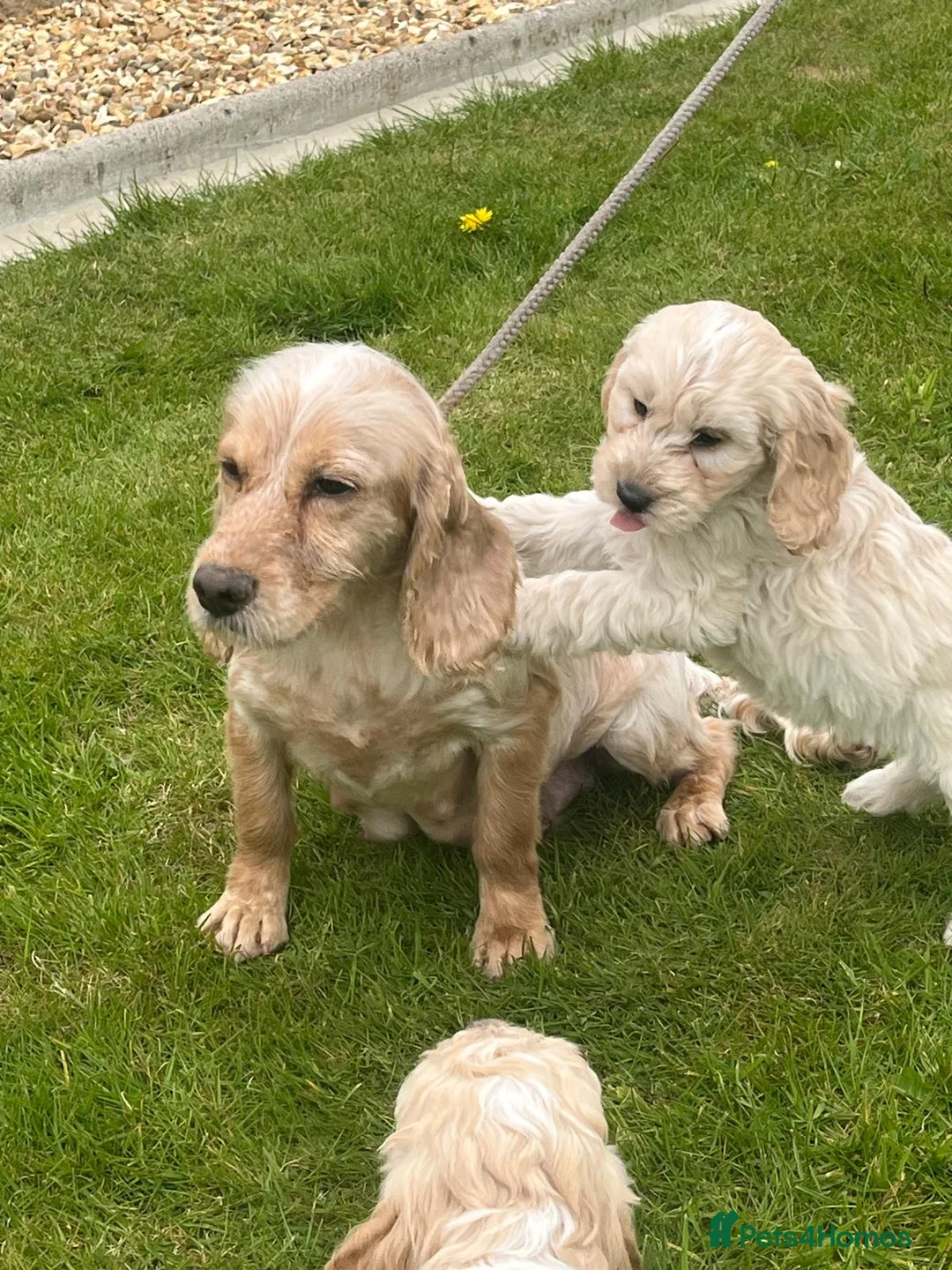 Cockapoo dogs for sale: Cockapoos for sale in Carmarthen - Advert 2