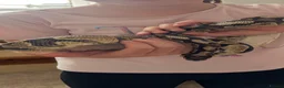 Python Snake reptiles for sale: Yellow belly ball python   - Advert 2