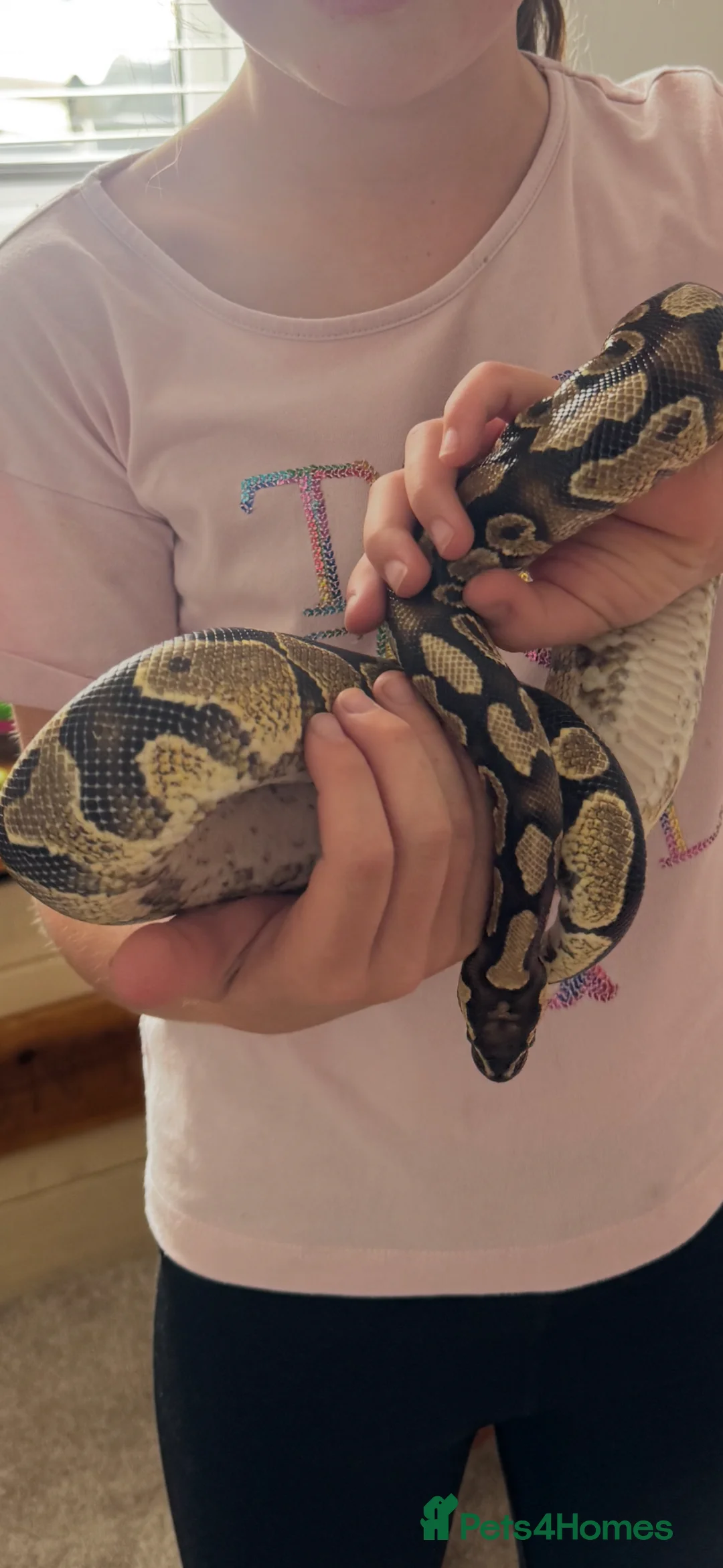 Python Snake reptiles for sale: Yellow belly ball python   - Advert 2