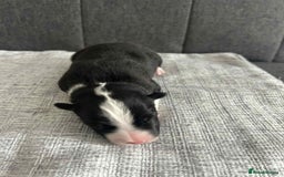 Border Collie dogs for sale: Beautiful Border Collie Puppies – Ready 20th Sep - Image 10
