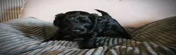 Cockapoo dogs for sale: F1B Cockapoo Puppies - Advert 6