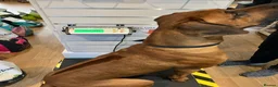 Rhodesian Ridgeback dogs for stud: Athletic RR for stud  - Advert 6