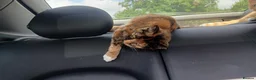 Mixed Breed cats for sale: Mixed breed 18 week cats  - Advert 1
