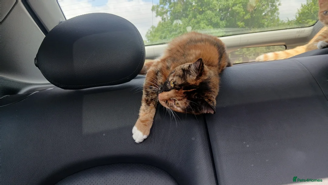 Mixed Breed cats for sale: Mixed breed 18 week cats  - Advert 1