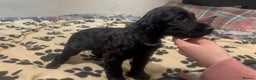 Cockapoo dogs for sale: Cocker spaniel/ cocapoo  - Advert 14