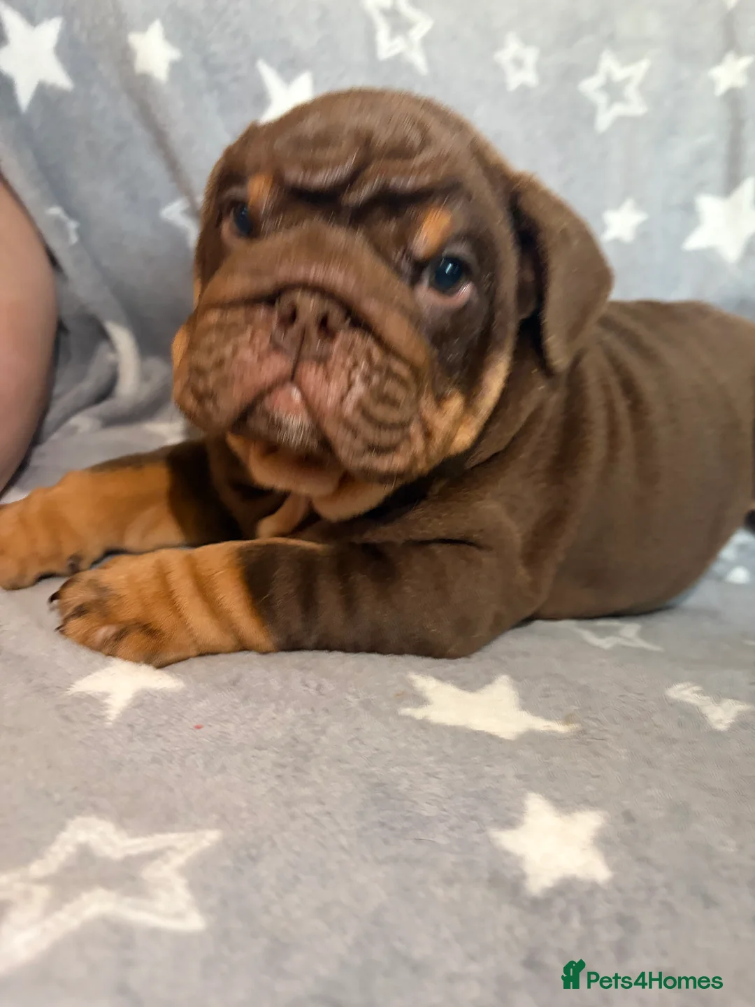 English Bulldog dogs for sale: DOLCEE AND KOBE SHORT COMPACT! 💥 - Advert 15
