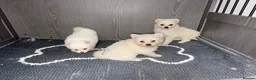 Japanese Spitz dogs for sale: Japanese Spitz  - Advert 1