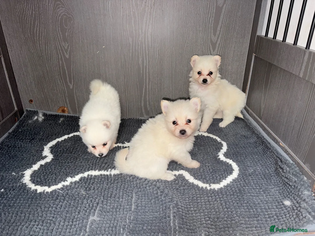Japanese Spitz dogs for sale: Japanese Spitz  - Advert 1