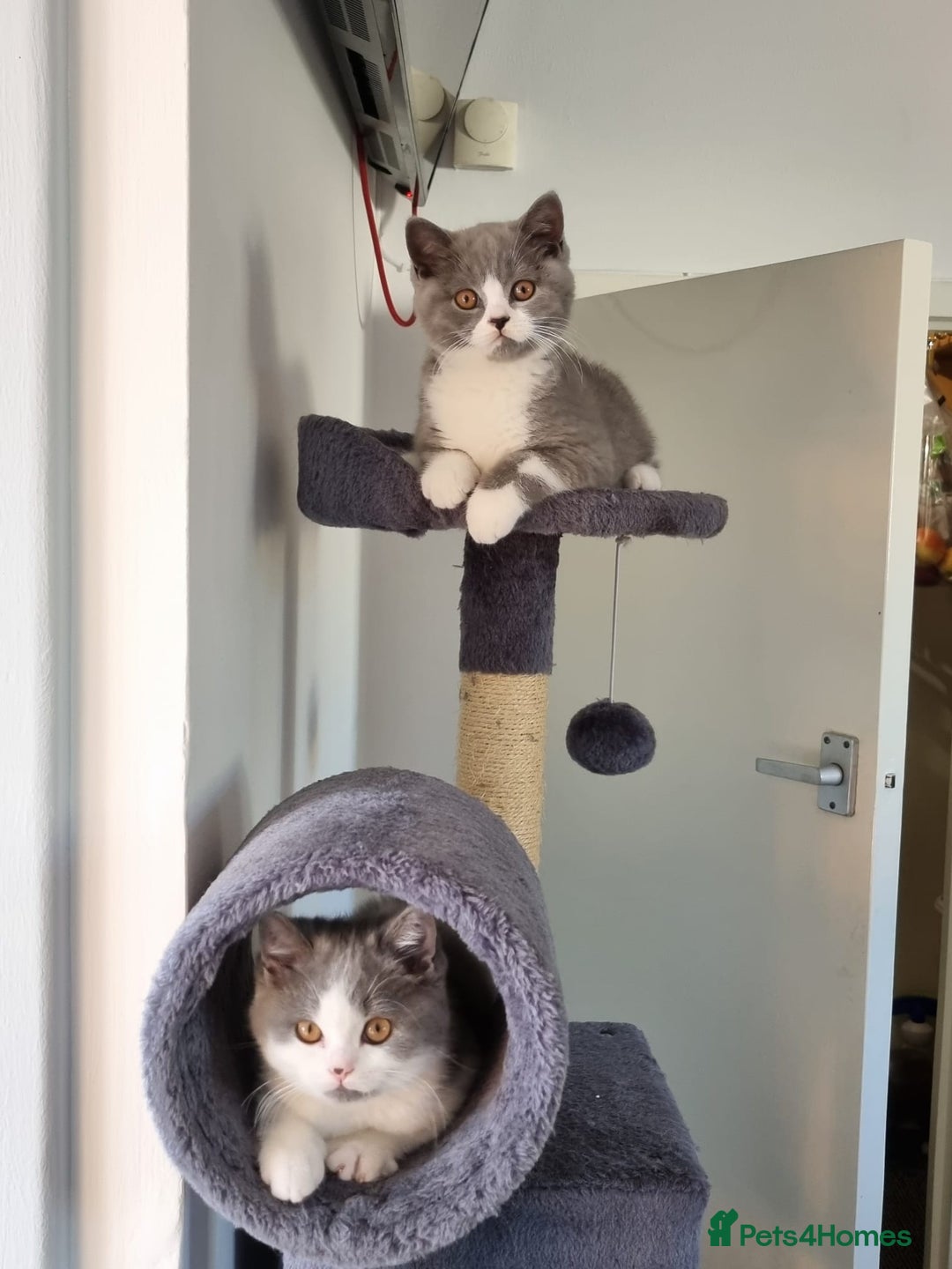 British Shorthair cats for sale: 4 PEDIGREE kittens READY TO GO! 2 LEFT - Image 39