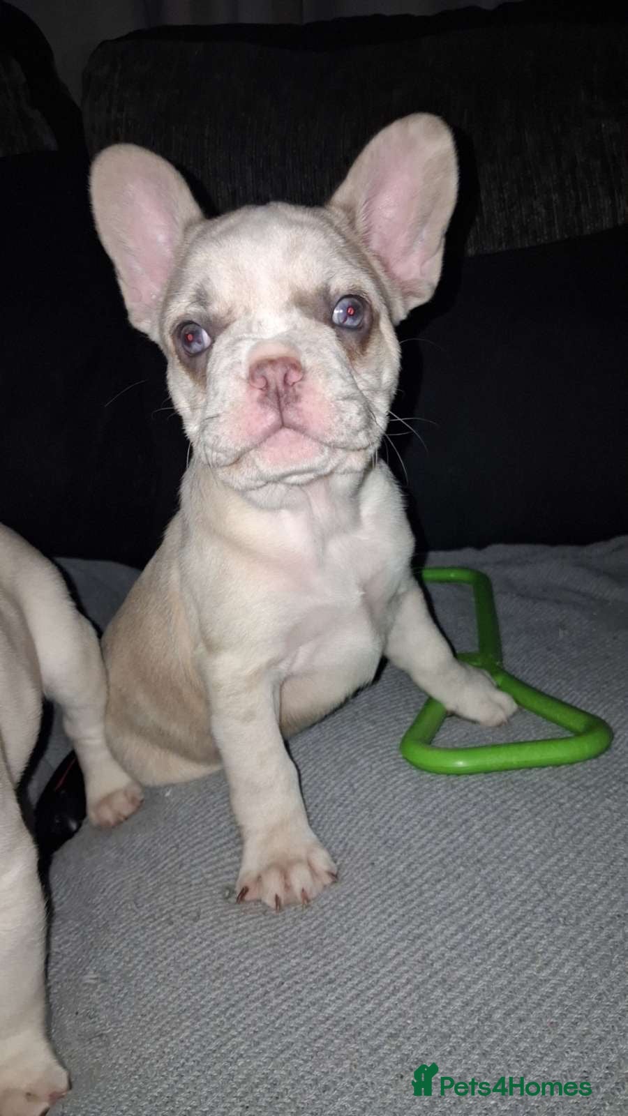 French Bulldog dogs 🐾 2 left   - French Bulldog ❤️  - Advert 2