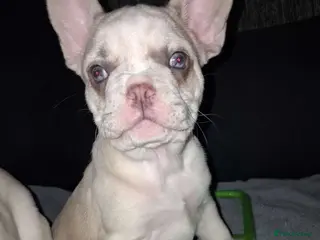 French Bulldog dogs 🐾 2 left - French Bulldog ❤️ - Advert 2
