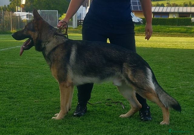 German Shepherd dogs for sale: Beautiful German Shepherd Pups  - Advert 8