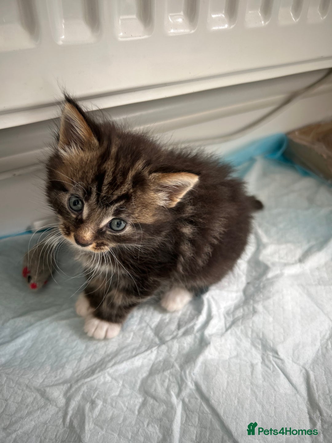Maine Coon cats for sale: Gorgeous Maine Coon Cross Kittens - Image 7