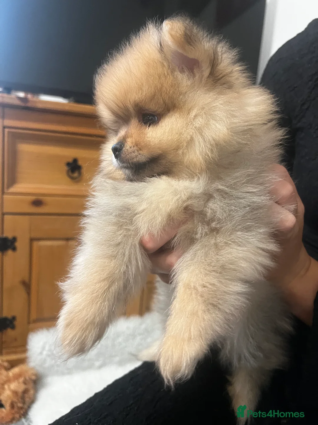 Pomeranian dogs for stud: 🌟 Stunning Pomeranian available for stud 🦊  - Advert 7
