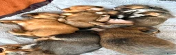 Mixed Breed dogs for sale: Small mixed breed puppies for sale  in Gloucester - Advert 2