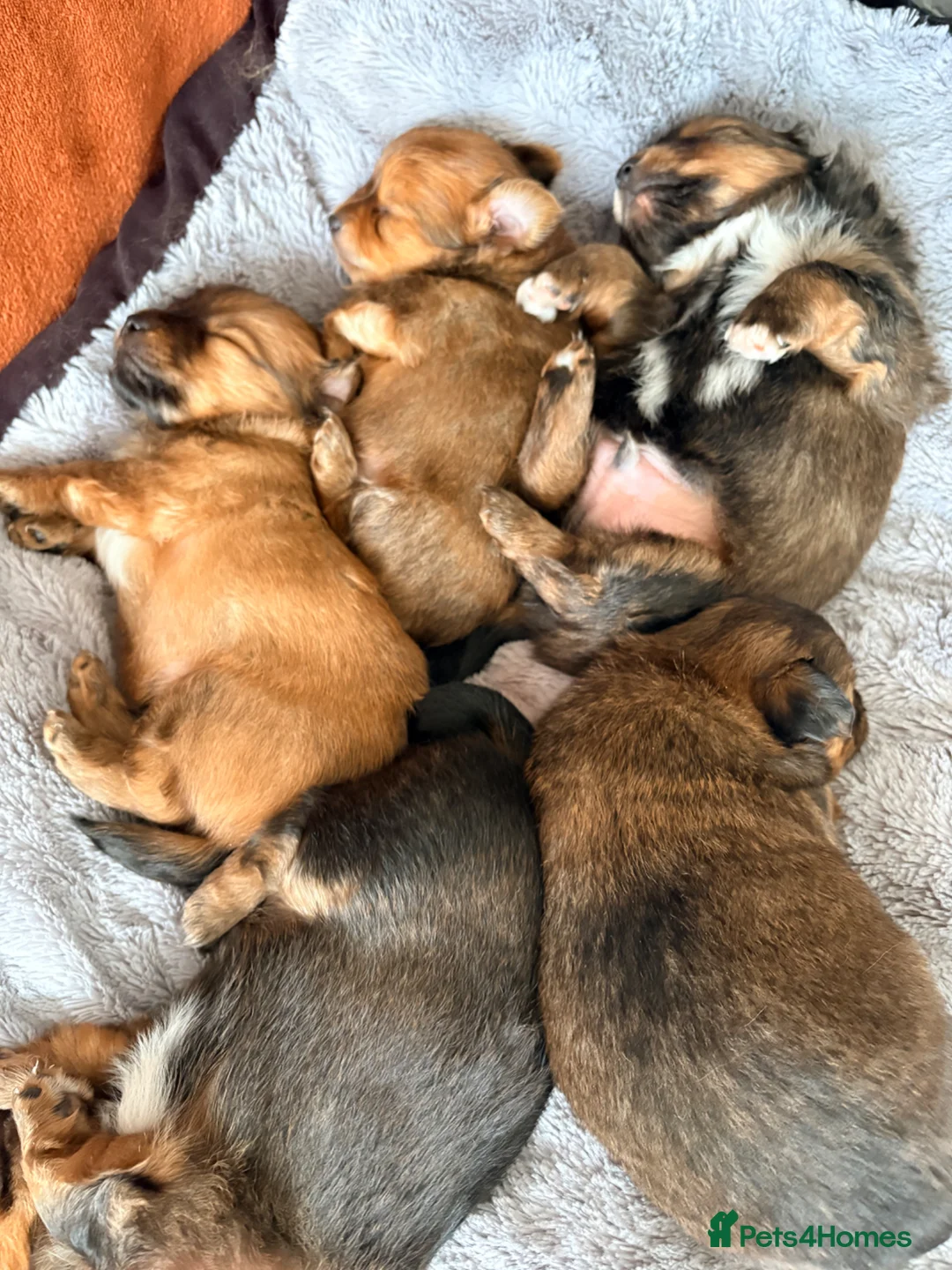 Mixed Breed dogs for sale: Small mixed breed puppies for sale  in Gloucester - Advert 2