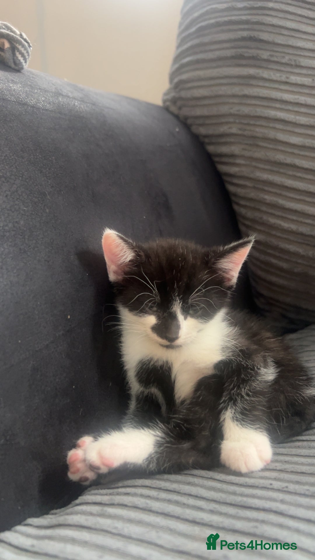 Mixed Breed cats for sale: 9 week old kitten - Image 2