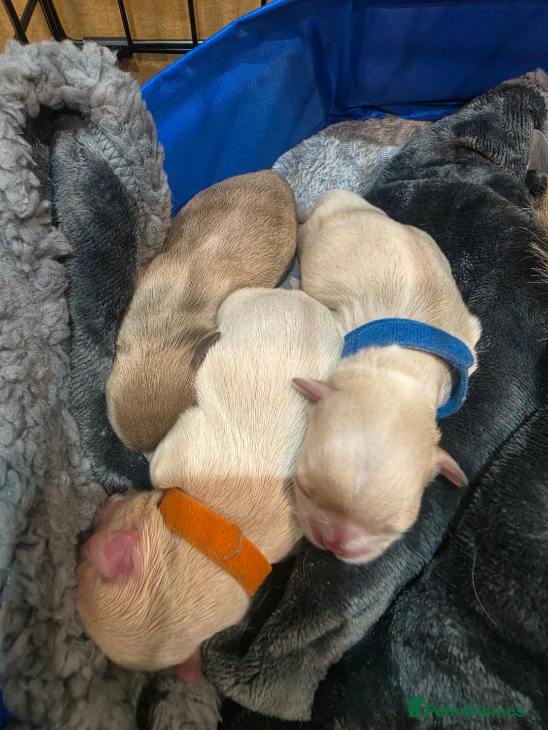 Shih Tzu dogs for sale: 🌸 Beautiful Shih Tzu Puppies 🌸 - Advert 5