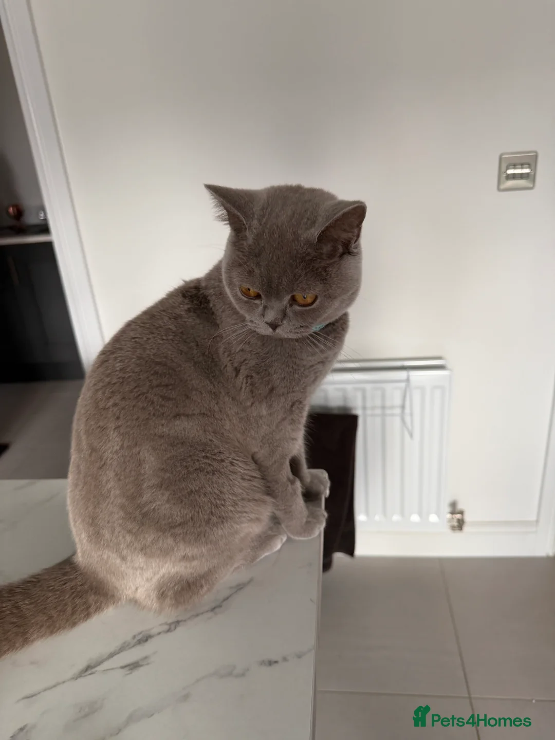 British Shorthair cats for sale: Qaswa  - Advert 6