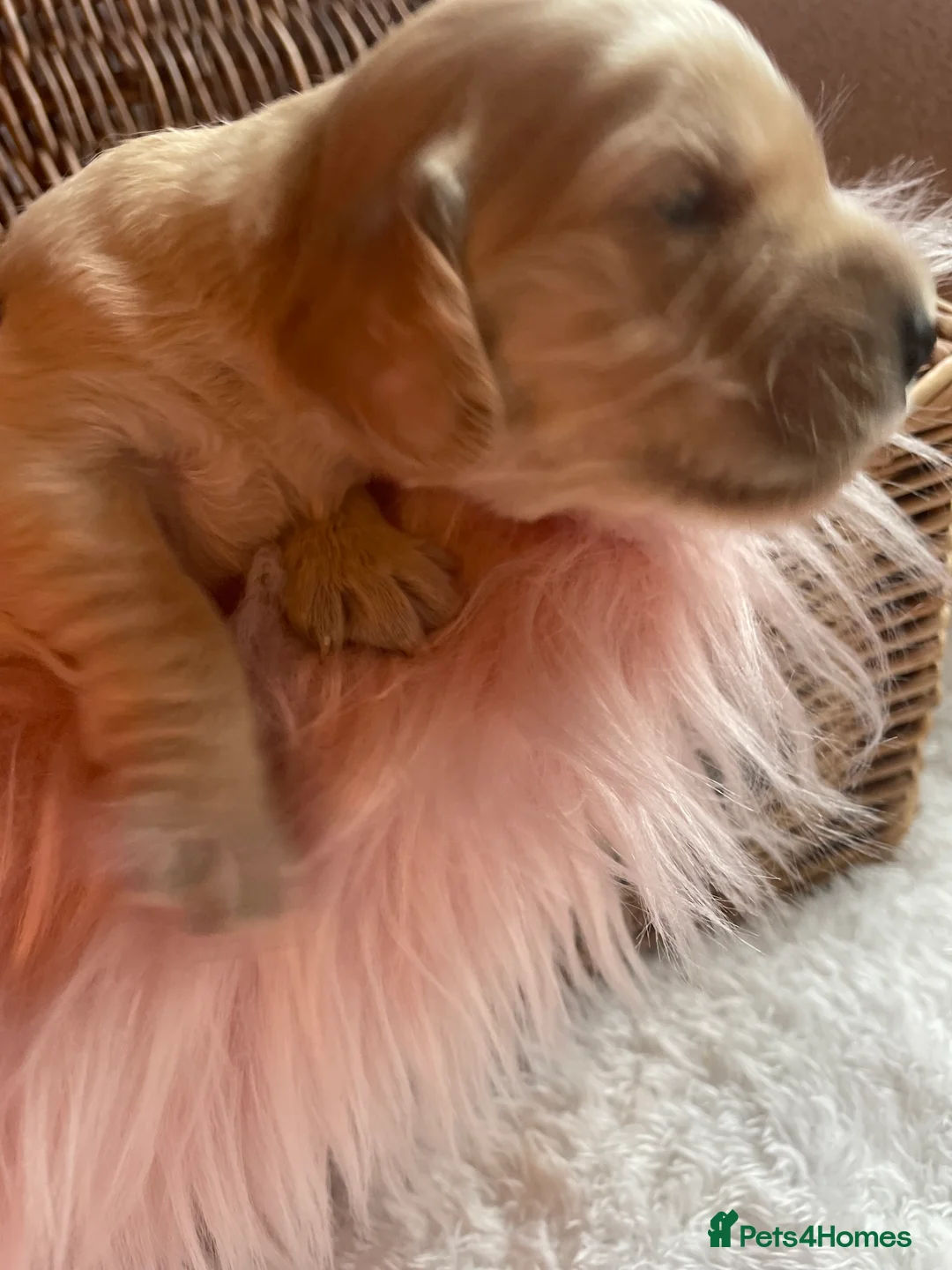 Mixed Breed dogs for sale: V.RARE ! Miniature GOLDEN RETRIEVERS(Dakota sport) - Advert 20