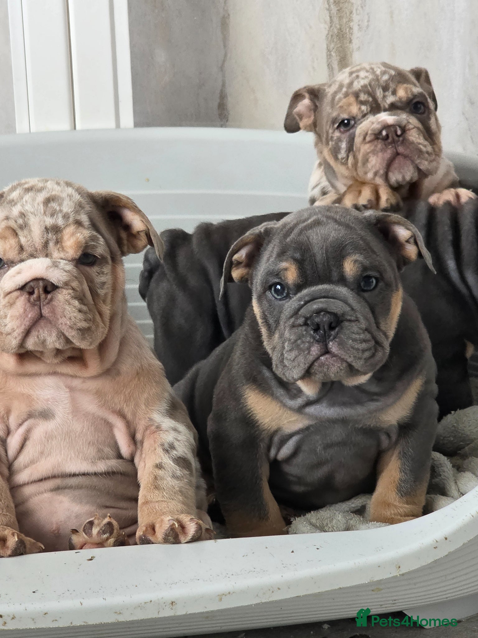 English Bulldog dogs british bulldog pups ready now  - Advert 7