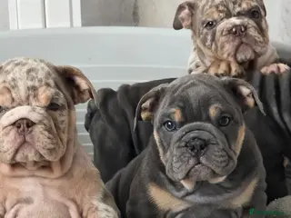 English Bulldog dogs british bulldog pups ready now - Advert 7